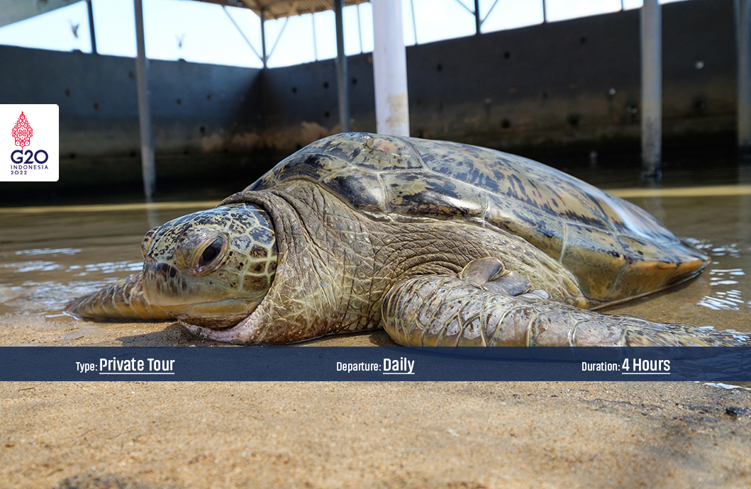 Tour Package Turtle & Marine Conservation (Premiere)